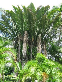 Manicaria saccifera Gaertn